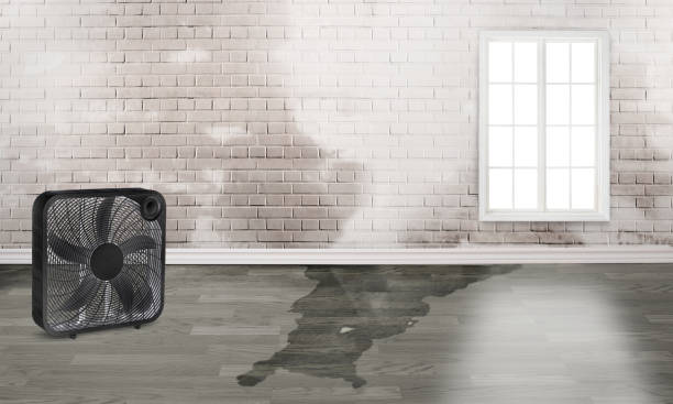 Best Water damage cleanup near me  in Alexandria, IN